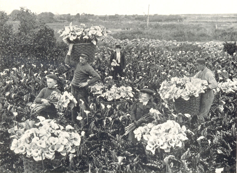 ISLES OF SCILLY. Flower farming. Gathering Arums, Scilly Isles 1912 old print